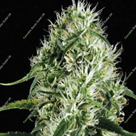 Silver Surfer Haze Feminized Marijuana Strain by Blim Burn For Sale Online at Cannabis Seeds Outlet