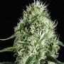 Silver Surfer Haze Feminized Marijuana Strain by Blim Burn For Sale Online at Cannabis Seeds Outlet