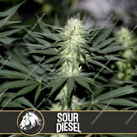 Sour Diesel Feminized Marijuana Strain by Blim Burn For Sale Online at Cannabis Seeds Outlet