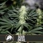 Sour Diesel Feminized Marijuana Strain by Blim Burn For Sale Online at Cannabis Seeds Outlet