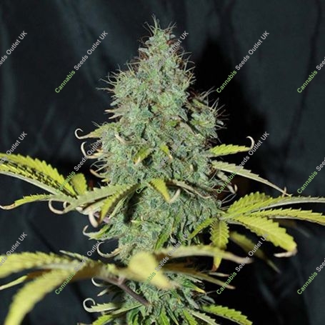 Sweet Tooth Auto Feminized Marijuana Strain by Blim Burn For Sale Online at Cannabis Seeds Outlet