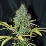 Sweet Tooth Auto Feminized Marijuana Strain by Blim Burn For Sale Online at Cannabis Seeds Outlet