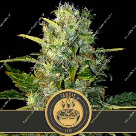 Tangie Auto Feminized Marijuana Strain by Blim Burn For Sale Online at Cannabis Seeds Outlet