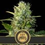 Tangie Auto Feminized Marijuana Strain by Blim Burn For Sale Online at Cannabis Seeds Outlet
