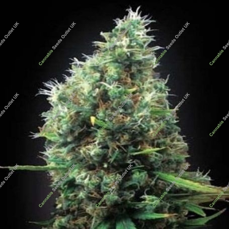 Tijuana Feminized Marijuana Strain by Blim Burn For Sale Online at Cannabis Seeds Outlet
