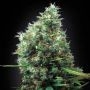 Tijuana Feminized Marijuana Strain by Blim Burn For Sale Online at Cannabis Seeds Outlet