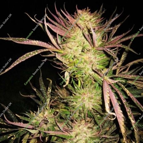 Wombat Feminized Marijuana Strain by Blim Burn For Sale Online at Cannabis Seeds Outlet