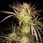 Wombat Feminized Marijuana Strain by Blim Burn For Sale Online at Cannabis Seeds Outlet