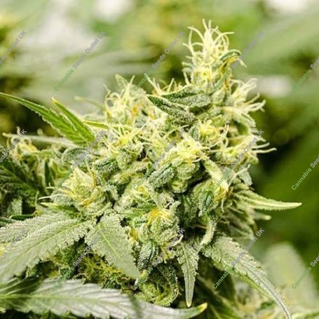 Zombie Death Fuck Feminized Marijuana Strain by Blim Burn For Sale Online at Cannabis Seeds Outlet