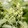 Zombie Death Fuck Feminized Marijuana Strain by Blim Burn For Sale Online at Cannabis Seeds Outlet