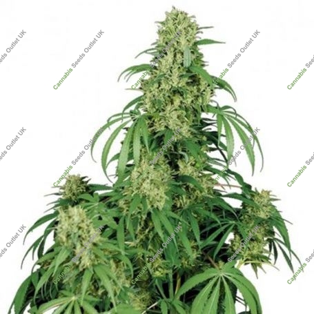 Calamity Jane Feminized Marijuana Strain by Buddha Seeds For Sale Online at Cannabis Seeds Outlet