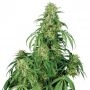 Calamity Jane Feminized Marijuana Strain by Buddha Seeds For Sale Online at Cannabis Seeds Outlet