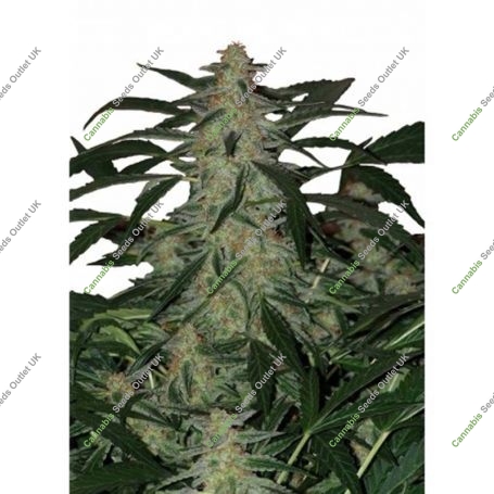 Deimos Automatic Feminized Marijuana Strain by Buddha Seeds For Sale Online at Cannabis Seeds Outlet