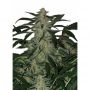 Deimos Automatic Feminized Marijuana Strain by Buddha Seeds For Sale Online at Cannabis Seeds Outlet