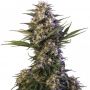 Kraken Female Buddha Cannabis Weed Seeds
