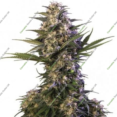 Kraken Feminized Marijuana Strain by Buddha Seeds For Sale Online at Cannabis Seeds Outlet