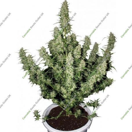 Magnum Feminized Marijuana Strain by Buddha Seeds For Sale Online at Cannabis Seeds Outlet