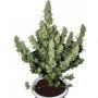 Magnum Feminized Marijuana Strain by Buddha Seeds For Sale Online at Cannabis Seeds Outlet