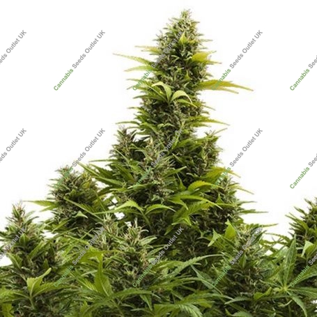 Medikit CBD Auto Feminized Marijuana Strain by Buddha Seeds For Sale Online at Cannabis Seeds Outlet
