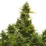 Medikit CBD Auto Feminized Marijuana Strain by Buddha Seeds For Sale Online at Cannabis Seeds Outlet