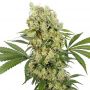 Medikit CBD Female Buddha Cannabis Weed Seeds