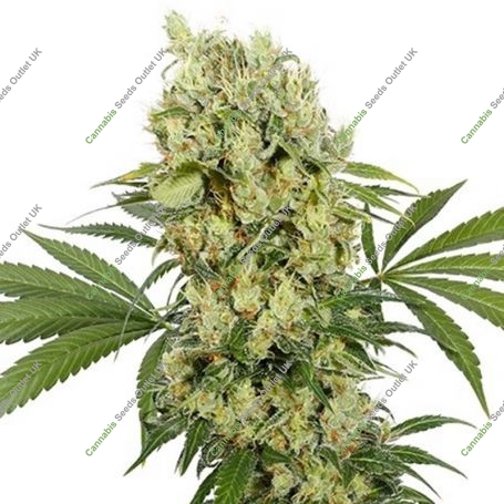 Medikit CBD Feminized Marijuana Strain by Buddha Seeds For Sale Online at Cannabis Seeds Outlet
