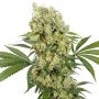 Medikit CBD Feminized Marijuana Strain by Buddha Seeds For Sale Online at Cannabis Seeds Outlet
