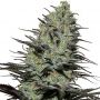 Morpheus CBD Female Buddha Cannabis Seeds