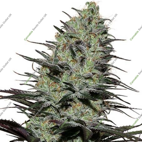 Morpheus CBD Feminized Marijuana Strain by Buddha Seeds For Sale Online at Cannabis Seeds Outlet