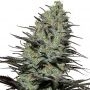 Morpheus CBD Feminized Marijuana Strain by Buddha Seeds For Sale Online at Cannabis Seeds Outlet