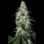 Pulsar Female Buddha Cannabis Weed Seeds