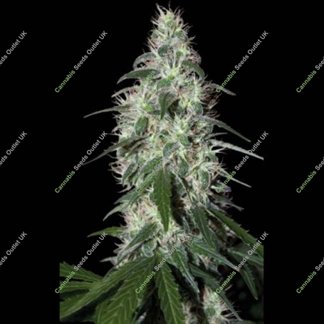 Pulsar Feminized Marijuana Strain by Buddha Seeds For Sale Online at Cannabis Seeds Outlet