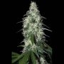 Pulsar Feminized Marijuana Strain by Buddha Seeds For Sale Online at Cannabis Seeds Outlet
