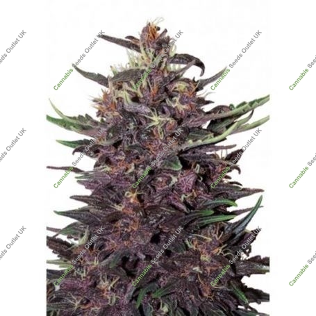 Purple Kush Auto Feminized Marijuana Strain by Buddha Seeds For Sale Online at Cannabis Seeds Outlet