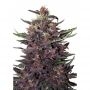 Purple Kush Auto Feminized Marijuana Strain by Buddha Seeds For Sale Online at Cannabis Seeds Outlet