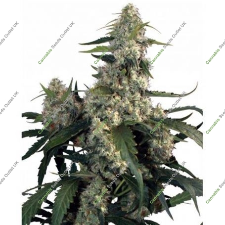 Quasar Feminized Marijuana Strain by Buddha Seeds For Sale Online at Cannabis Seeds Outlet