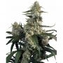 Quasar Feminized Marijuana Strain by Buddha Seeds For Sale Online at Cannabis Seeds Outlet