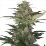 Red Dwarf Auto Feminized Marijuana Strain by Buddha Seeds For Sale Online at Cannabis Seeds Outlet