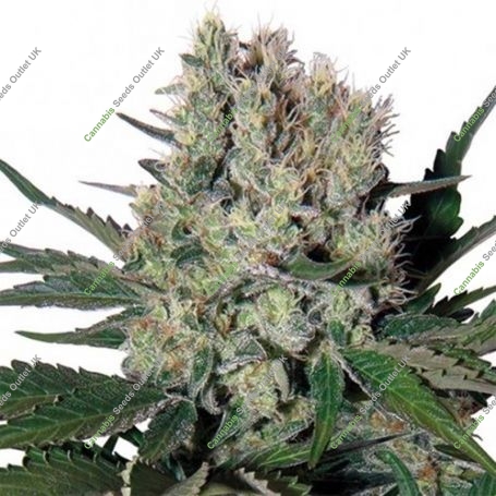 Syrup Automatic Feminized Marijuana Strain by Buddha Seeds For Sale Online at Cannabis Seeds Outlet