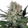 Syrup Automatic Feminized Marijuana Strain by Buddha Seeds For Sale Online at Cannabis Seeds Outlet
