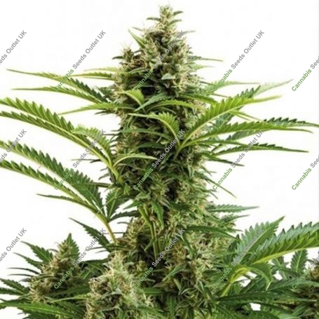 Vesta Feminized Marijuana Strain by Buddha Seeds For Sale Online at Cannabis Seeds Outlet