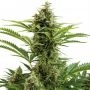 Vesta Feminized Marijuana Strain by Buddha Seeds For Sale Online at Cannabis Seeds Outlet