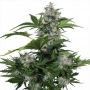White Dwarf Auto Female Buddha Cannabis Seeds
