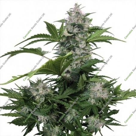 White Dwarf Auto Feminized Marijuana Strain by Buddha Seeds For Sale Online at Cannabis Seeds Outlet