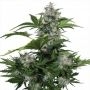 White Dwarf Auto Feminized Marijuana Strain by Buddha Seeds For Sale Online at Cannabis Seeds Outlet