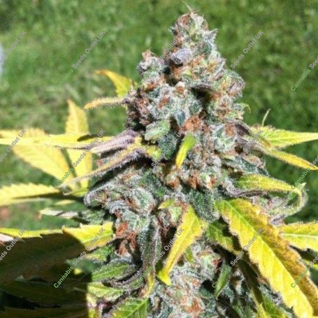 AK C.B.D. Auto Feminized Marijuana Strain by CBD Seeds For Sale Online at Cannabis Seeds Outlet