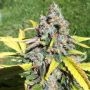 AK C.B.D. Auto Feminized Marijuana Strain by CBD Seeds For Sale Online at Cannabis Seeds Outlet