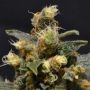 AK C.B.D. Feminized Marijuana Strain by CBD Seeds For Sale Online at Cannabis Seeds Outlet