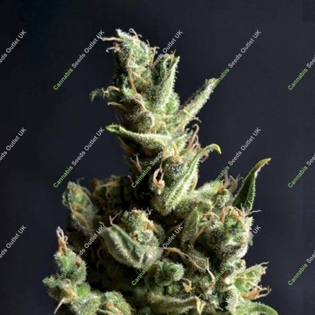 Amnesia C.B.D. Feminized Marijuana Strain by CBD Seeds For Sale Online at Cannabis Seeds Outlet