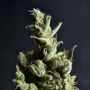 Amnesia C.B.D. Feminized Marijuana Strain by CBD Seeds For Sale Online at Cannabis Seeds Outlet